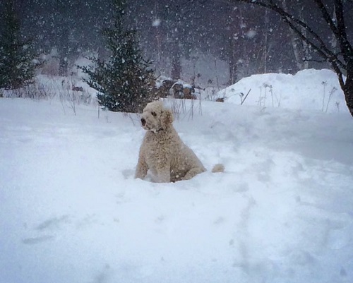 Dog in snow