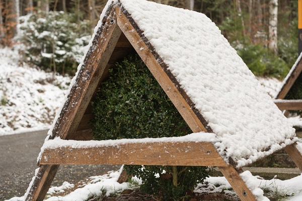 shrub under wooden brace