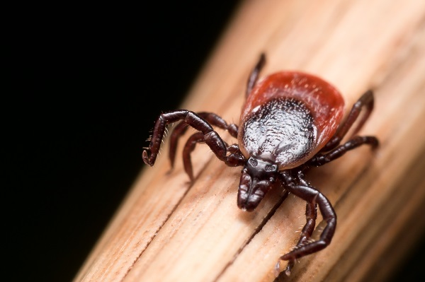 close up of tick