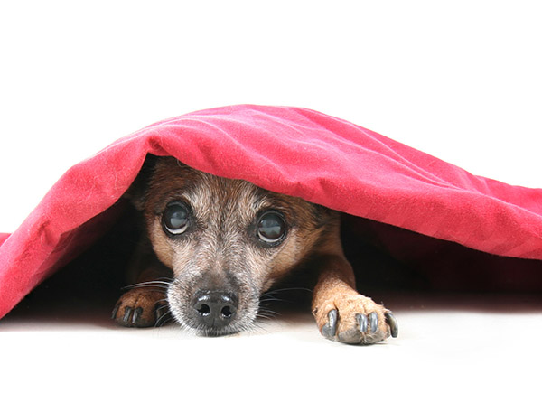 Dog hiding under blanket